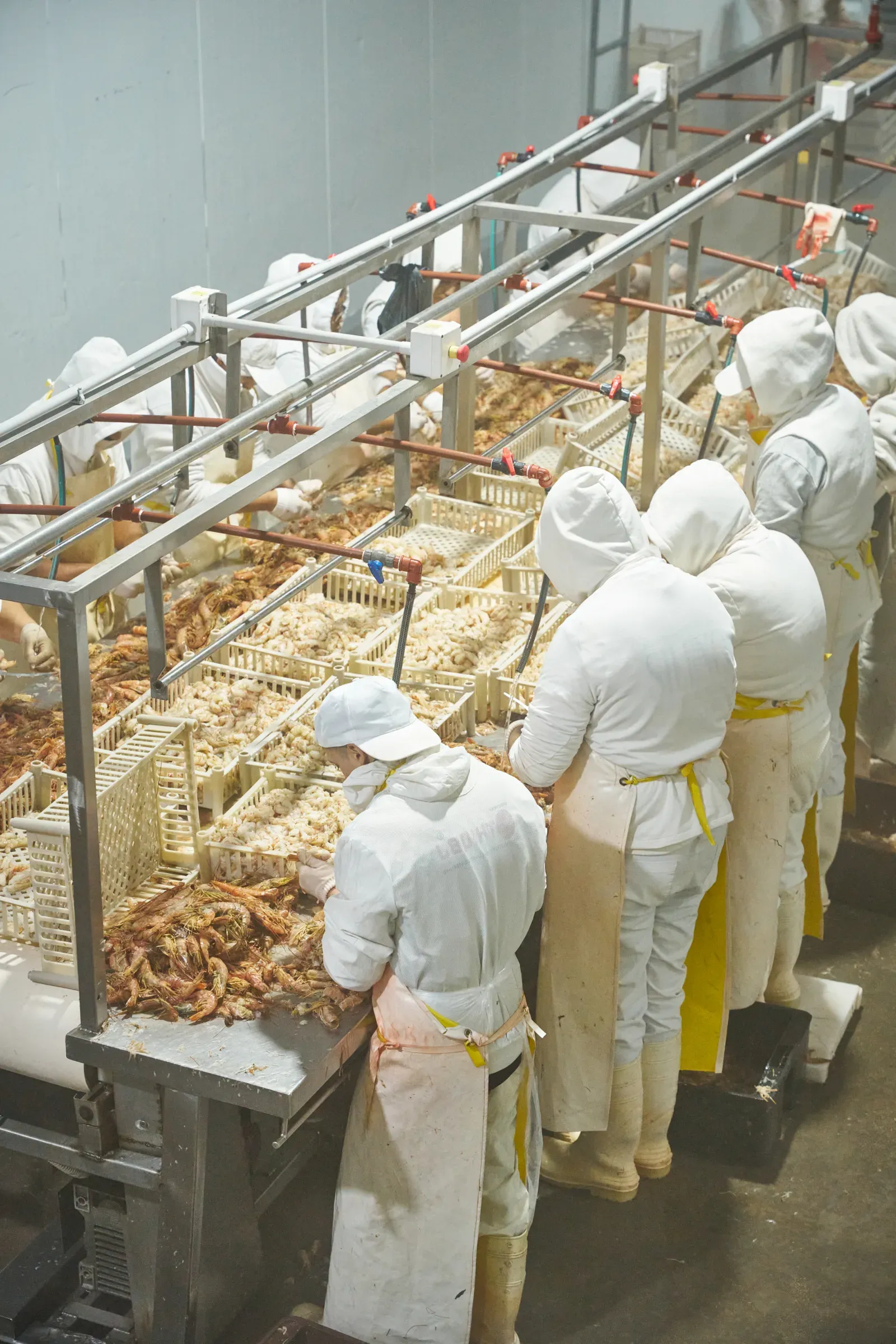 Proceso de producción pesquera